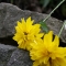 Macahel'in Çiçekleri