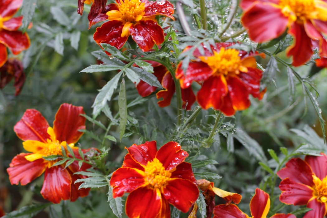 Macahel'in Çiçekleri